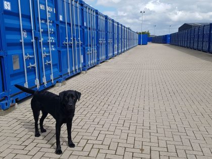 Dog investigating 20 foot containers